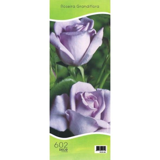 ROSEIRA GRAND NOCHE AZUL ROSEIRA GRAND NOCHE AZUL