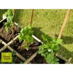 CONJ TUTORES 2,7X150CM 6UN CONJ TUTORES 2,7X150CM 6UN