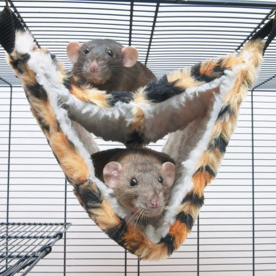 CAMA SUSPENSA DE PELO P/ FURAO CAMA SUSPENSA DE PELO P/ FURAO