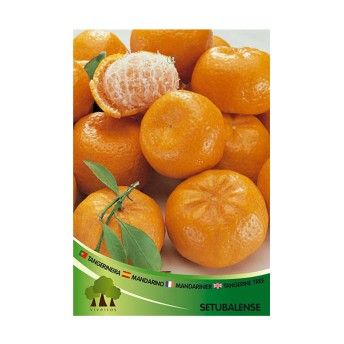 ARV TANGERINEIRA SETUBALENSE