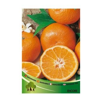 ARV TANGERINEIRA ENKORE