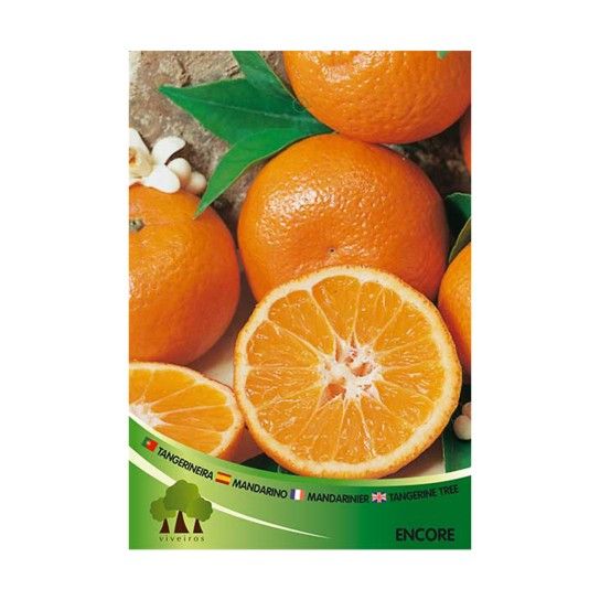 ARV TANGERINEIRA ENKORE