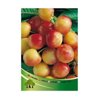 ARV CEREJ BR BIG NAPOLEON