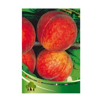 ARV PESSEGUEIRO M O HENRY