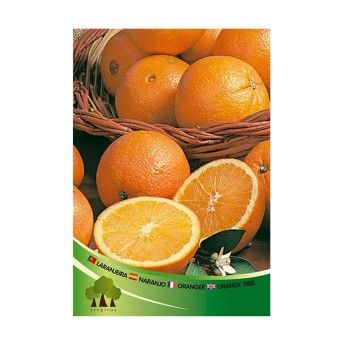 ARV LARANJEIRA LANE LATE