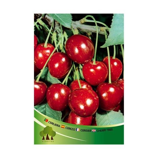 ARV CEREJEIRA VRM BIG BURLAT ARV CEREJEIRA VRM BIG BURLAT