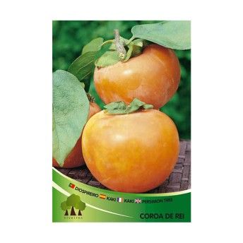 ARV DIOSPIREIRO COROA REI