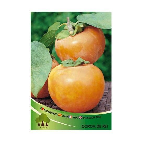 ARV DIOSPIREIRO COROA REI