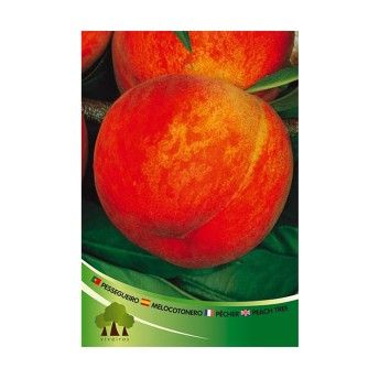 ARV PESSEG MERRIL GEE FREE