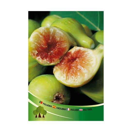 ARV FIGUEIRA PG MEL MOSCATEL ARV FIGUEIRA PG MEL MOSCATEL