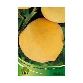 ARV PESSEGUEIRO CATARINA