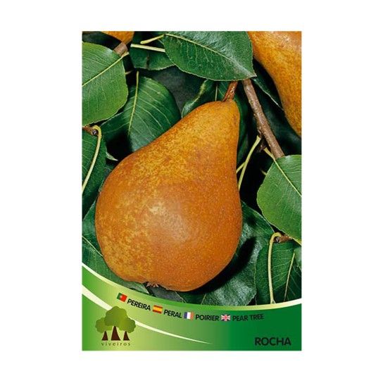 ARV PEREIRA ROCHA ARV PEREIRA ROCHA