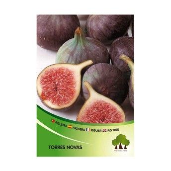 ARV FIGUEIRA TORRES NOVAS