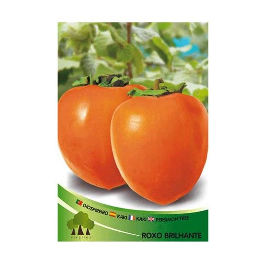 ARV DIOSPIREIRO ROJO BRILHO ARV DIOSPIREIRO ROJO BRILHO