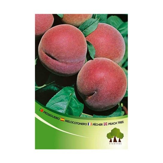 ARV PESSEGUEIRO MARACOTAO RS ARV PESSEGUEIRO MARACOTAO RS