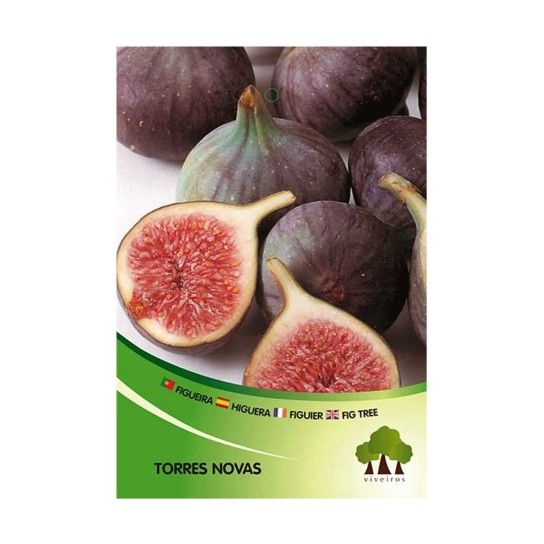 ARV FIGUEIRA TORRES NOVAS