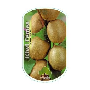 ARV KIWI FEMEA VASO