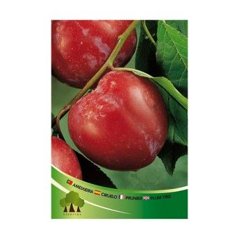 ARV AMEIXEIRA VRM FORTUNA