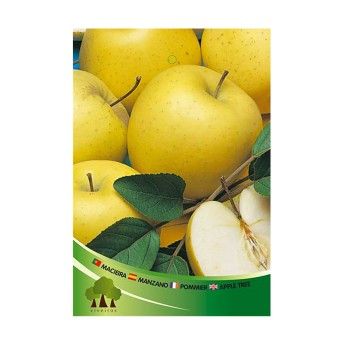 ARV MACIEIRA GOLDEN DELICIOUS