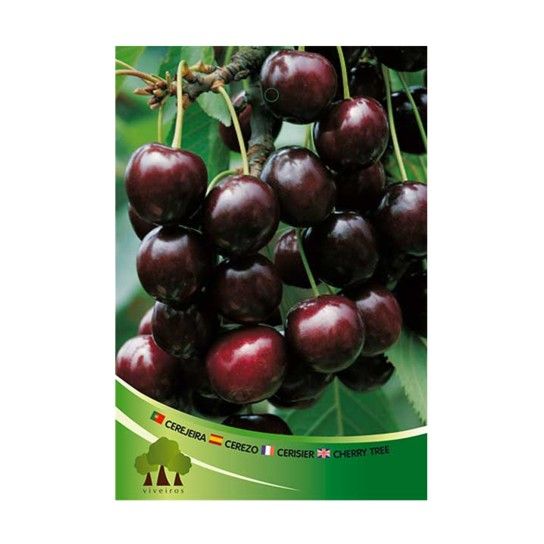 ARV CEREJEIRA PRETA SACO ARV CEREJEIRA PRETA SACO