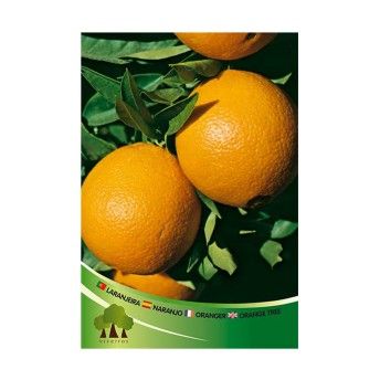 ARV LARANJEIRA NEWHALL (Dalmau)