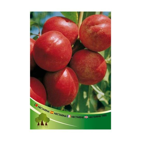 ARV PESSEGUEIRO NECT ARMKING ARV PESSEGUEIRO NECT ARMKING