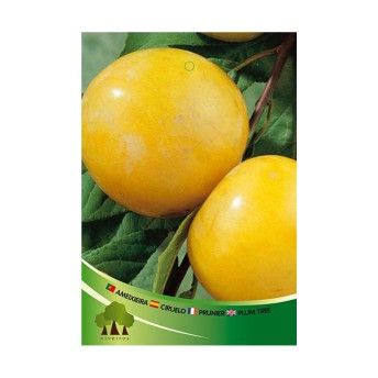 ARV AMEIXEIRA SUN GOLD