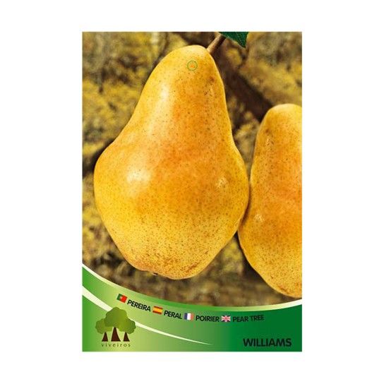 ARV PEREIRA WILLIAMS