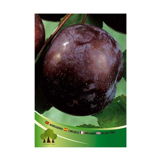 ARV AMEIXEIRA PR BLACK DIAMOND ARV AMEIXEIRA PR BLACK DIAMOND