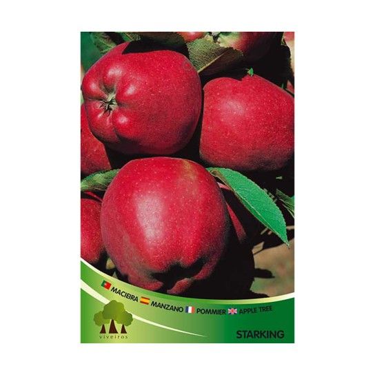 ARV MACIEIRA STARKING