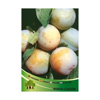 ARV AMEIXEIRA RAINHA CLAUDIA