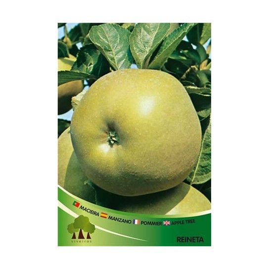 ARV MACIEIRA REINETA