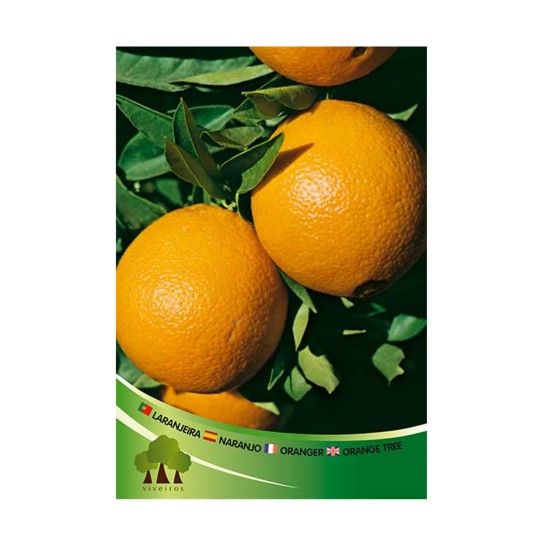 ARV LARANJEIRA NEWHALL (Dalmau) ARV LARANJEIRA NEWHALL (Dalmau)