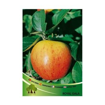 ARV MACIEIRA VRM ROYAL GALA