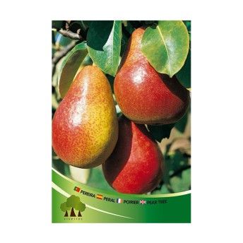 ARV PEREIRA CLAPS FAVOURITE