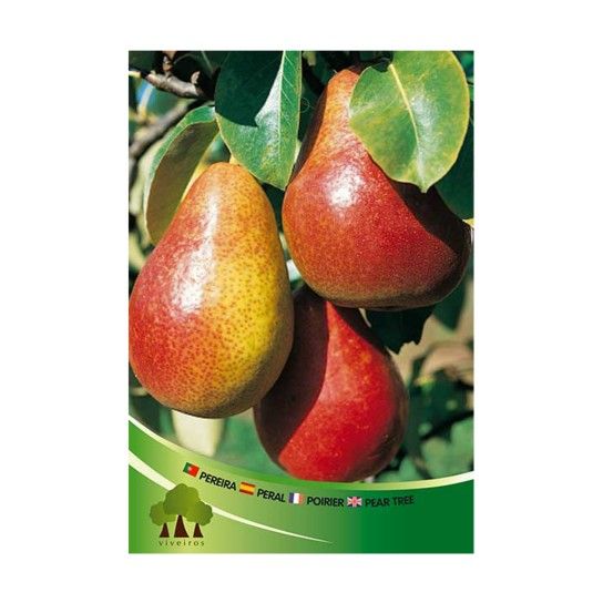 ARV PEREIRA CLAPS FAVOURITE