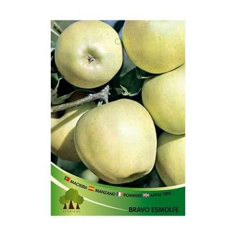 ARV MACIEIRA BRAVO ESMOLFE