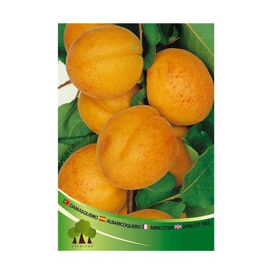 ARV DAMASQUEIRO BULIDA