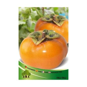 ARV DIOSPIREIRO RIJO FAU FAU