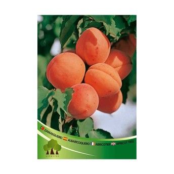 ARV DAMASQUEIRO CANINO