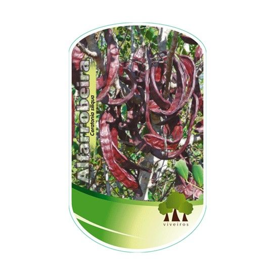 ARV ALFARROBEIRAVASO ARV ALFARROBEIRAVASO