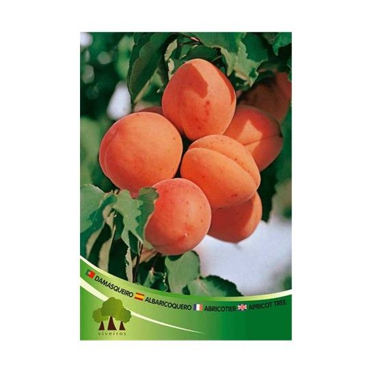 ARV DAMASQUEIRO CANINO ARV DAMASQUEIRO CANINO