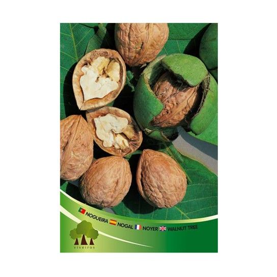 ARV NOGUEIRA FERMOR ENXERTADA