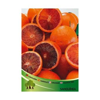 ARV LARANJEIRA SANGUINEA