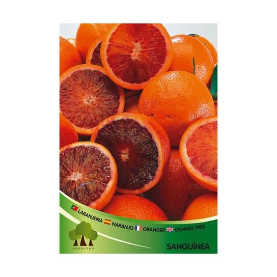 ARV LARANJEIRA SANGUINEA