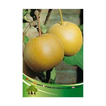 ARV PEREIRA NASHI VASO