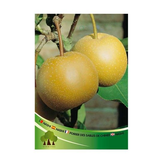 ARV PEREIRA NASHI VASO