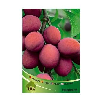 ARV AMEIXOEIRA PRESIDENTE