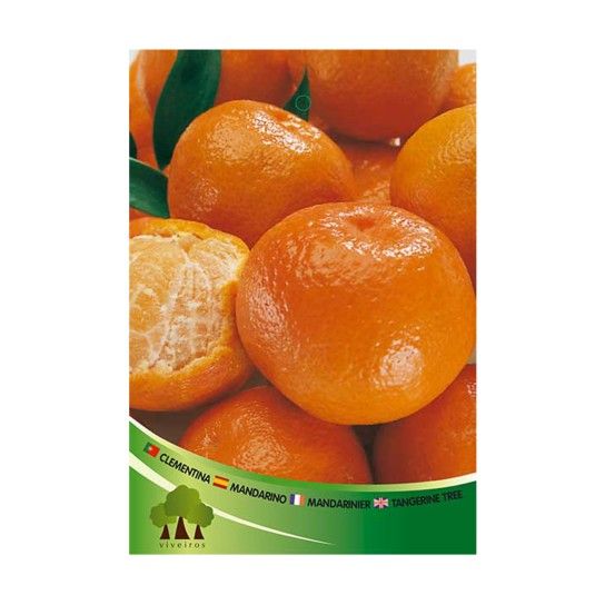 ARV CLEMENTINA NOVA HBR