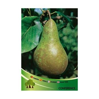 ARV PEREIRA CONFERENCE